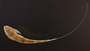 Loricaria gymnogaster 71 mmSL FMNH 55138 dorsal